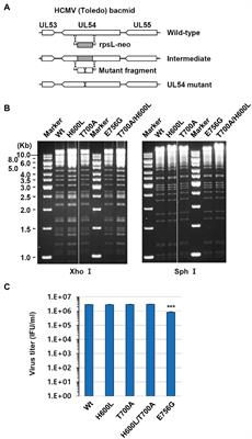 Analysis of Novel Drug-Resistant Human Cytomegalovirus DNA Polymerase Mutations Reveals the Role of a DNA-Binding Loop in Phosphonoformic Acid Resistance